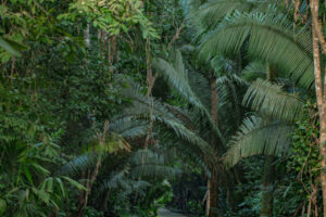 Belize Maya Forest Trust Information