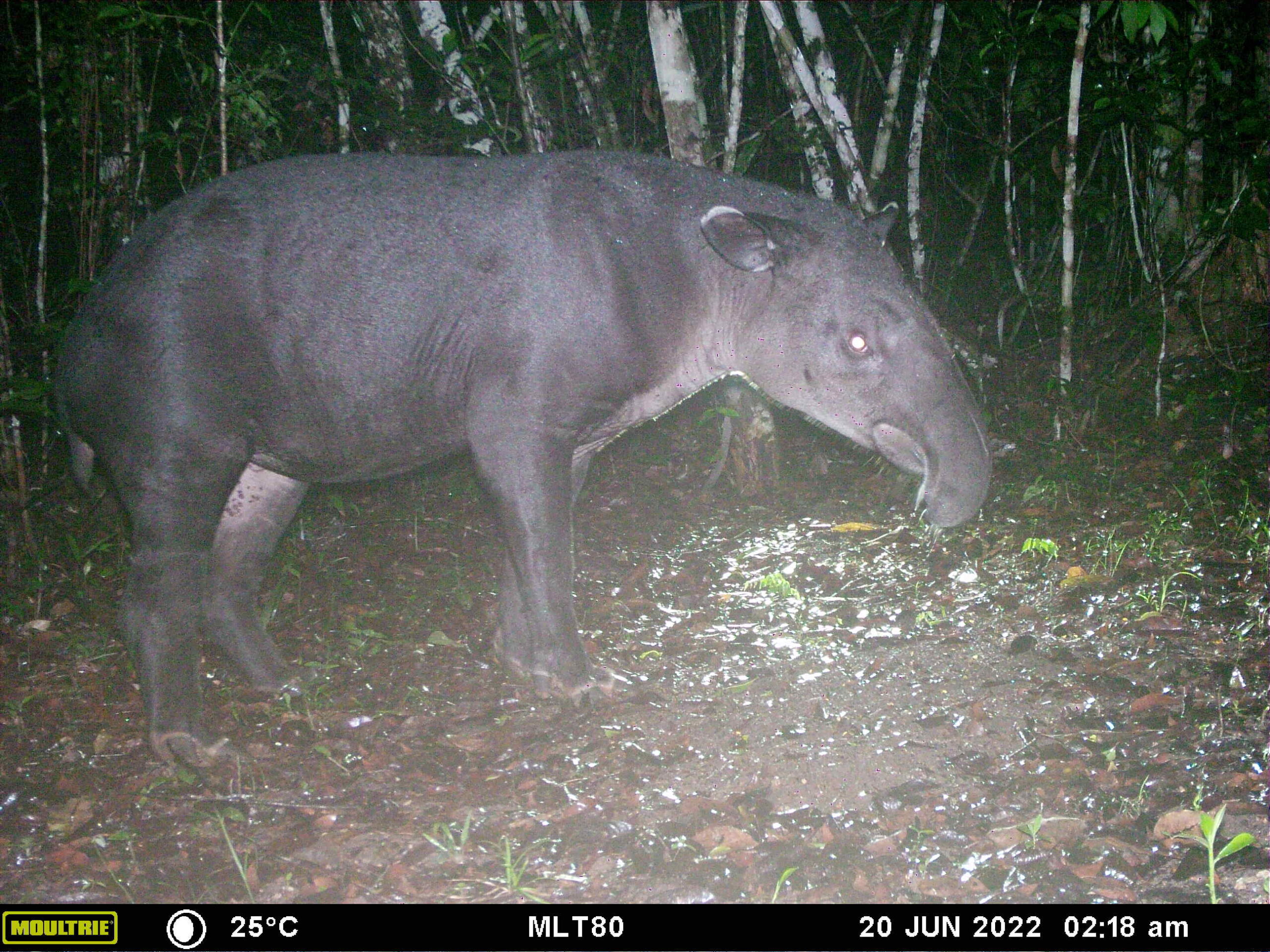 Captured at Chan Chich Lodge, this stunning photo showcases the majestic tapir in its natural habitat.