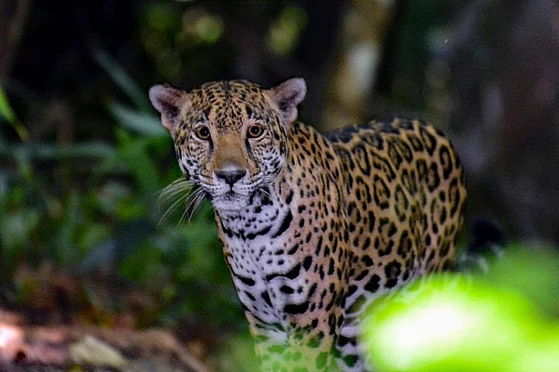 jaguar conservation Belize