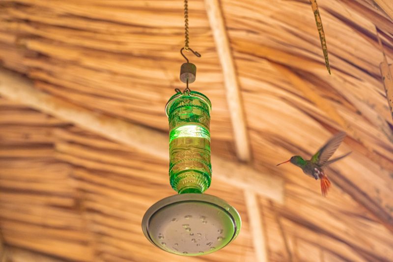  Belize wildlife winter