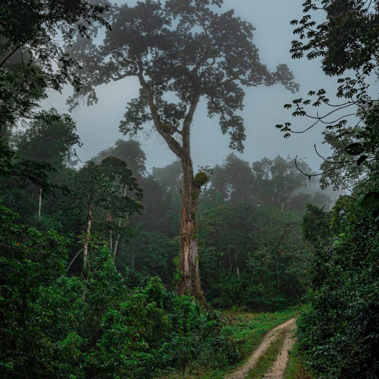 Belize jungle adventure