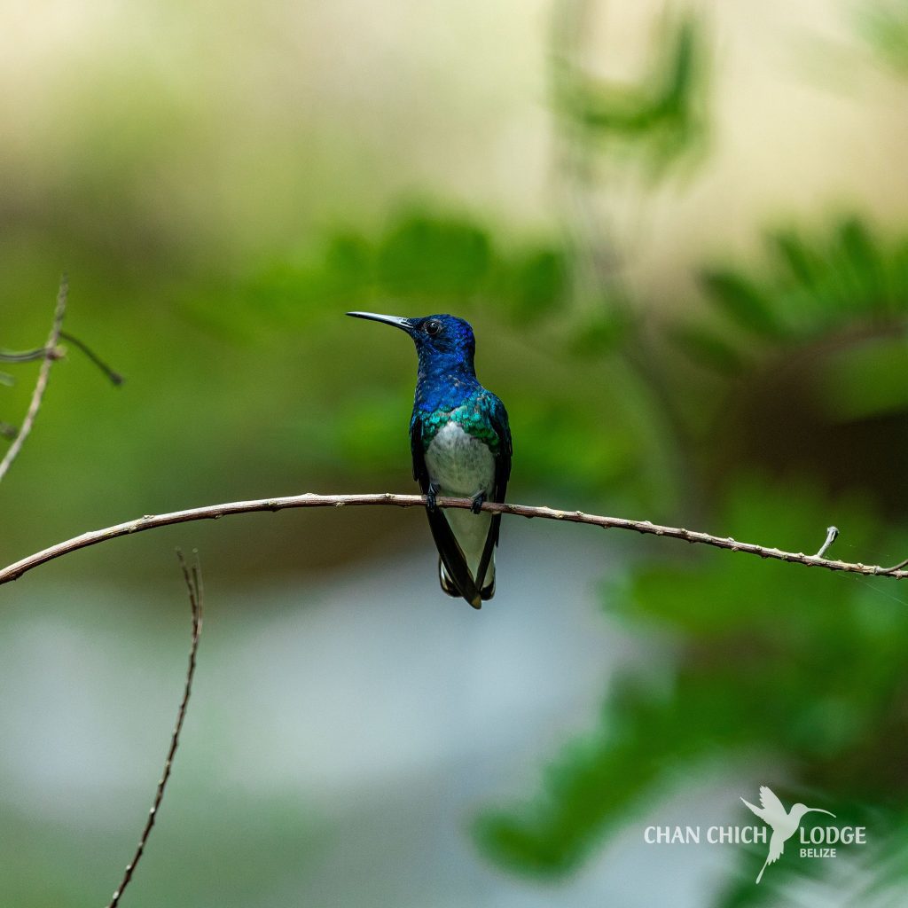 Belize birding tours 2025