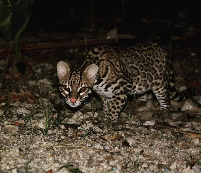 Belize wildlife experience