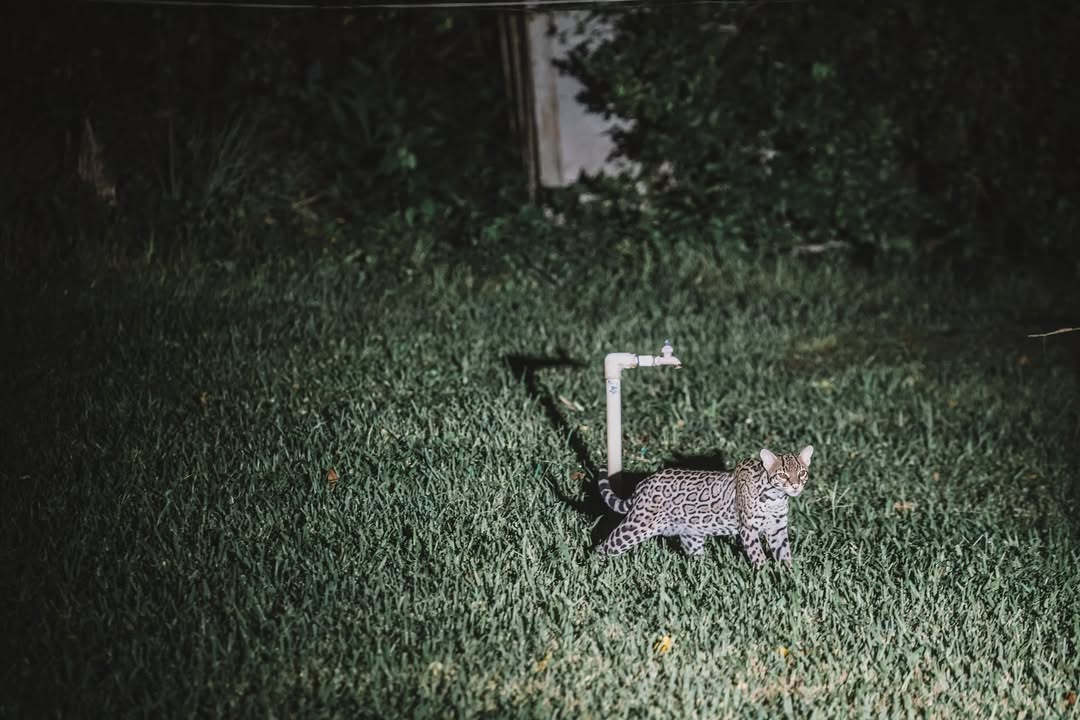 an ocelot stands next to a water pipe in a rainforest village