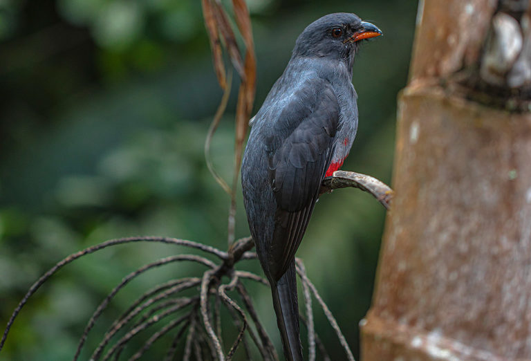 bird
