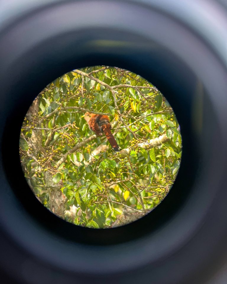 birding scope