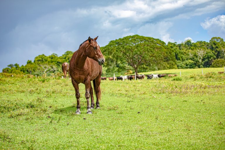 Horseback riding in Belize, Chan Chich Lodge