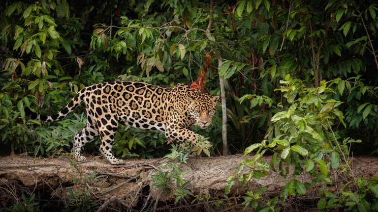 american-jaguar-nature-habitat-south-american-jungle